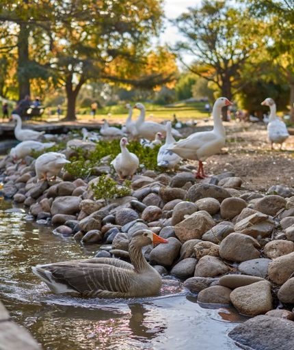 A vertical shot of a flock of ducks walking beside a lake on rocks