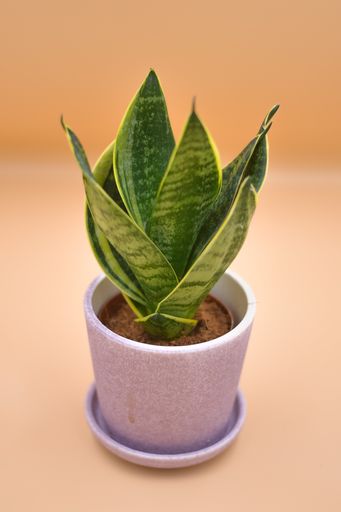 A vertical closeup of the Sansevieria in a flower pot.