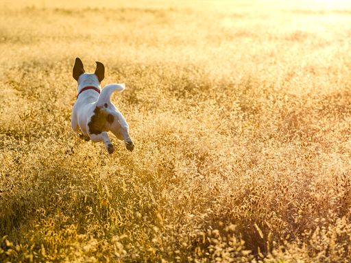 An adorable Jack Russell Terrier running in a sunny rural field