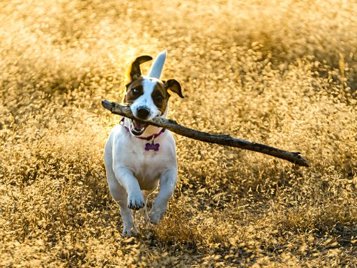 An adorable Jack Russell Terrier  running in a sunny rural field with a piece of wood in its mout