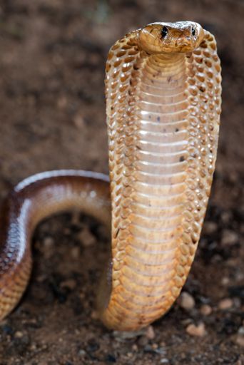 Close-up of a cobra with its hood expanded on a dirt ground, showcasing its scales and alert posture.