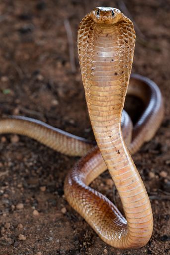 Close-up of a cobra with hood expanded, displaying its scales on a dirt background.