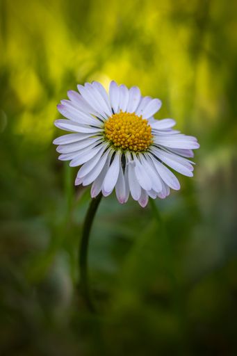 Close-up of a daisy flower with white petals and a yellow center against a blurred green background.