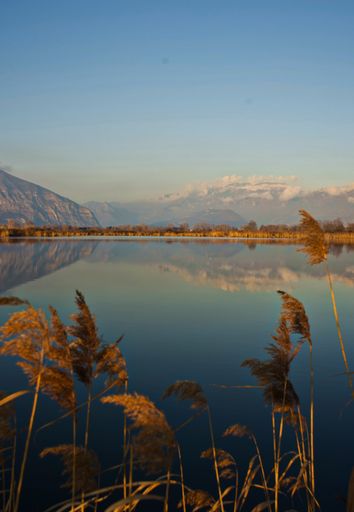 A vertical picture of a lake surrounded by common reeds and hills under the sunlight in the evening