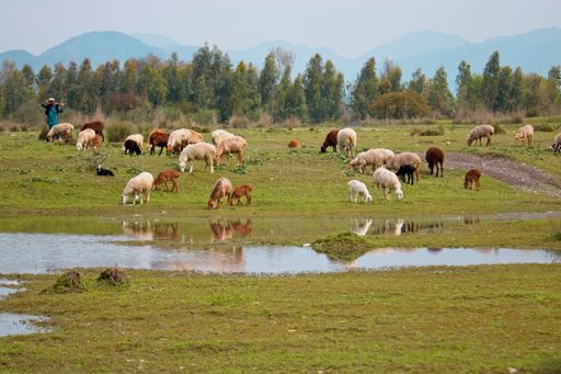 A beautiful view of a herd of sheep grazing on the grass-covered field with trees in the background