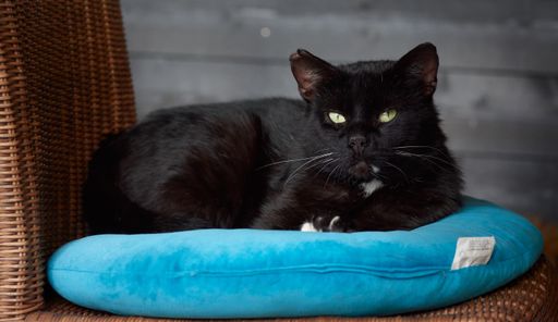 A closeup shot of a black cat lying on a blue pillow on a weaved chair indoors