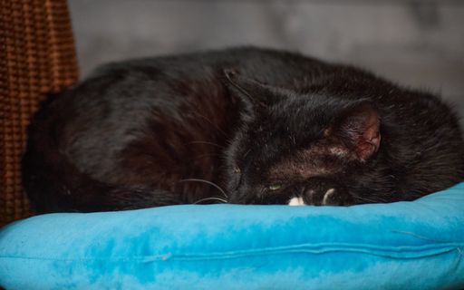 A closeup shot of a sleepy black lying on a blue pillow on a weaved chair indoors