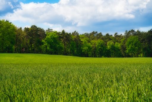 A mesmerizing green field with high dense trees under a cloudy sky