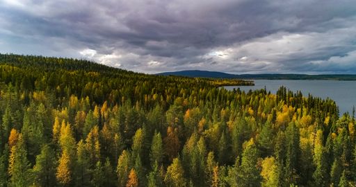 Autumn color forest, aerial view over colorful trees, lake and tunturi fell, sunny and rainy fall day, pallas-yllas national park, LApland