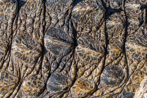 Close-up texture of crocodile skin showing detailed scales and patterns.