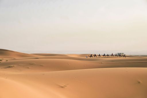 Camel caravan traversing the golden sand dunes of the Sahara Desert under a soft pastel sky.