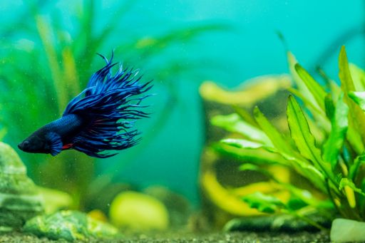 A closeup of a blue siamese fighting fish swimming in an aquarium under the lights