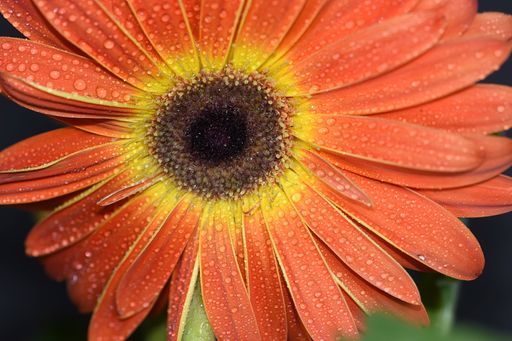 A macro shot of a beautiful sunflower blossoming in the garden with a blurry background