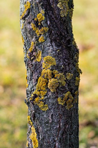 A vertical closeup of a tree bark covered in mosses under the sunlight with a blurry background
