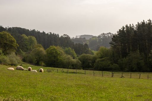 A scenic view of sheep grazing grass in the field on a forest landscape background
