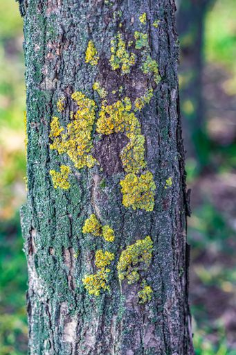 A vertical closeup of a tree bark covered in mosses under the sunlight with a blurry background