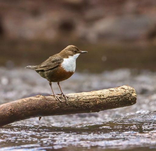 A European dipper bird perched on a branch over a flowing stream, showcasing its distinctive white chest and brown plumage.