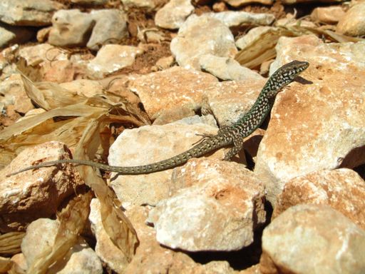 A closeup of a Maltese wall lizard crawling on the rocks under the sunlight at daytime in Malta