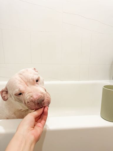 A white dog in a bathtub being gently held by a hand, with a minimalist bathroom background.