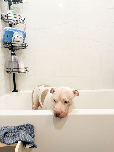 A pit bull in a bathtub with a towel nearby, surrounded by bathroom toiletries on a rack.