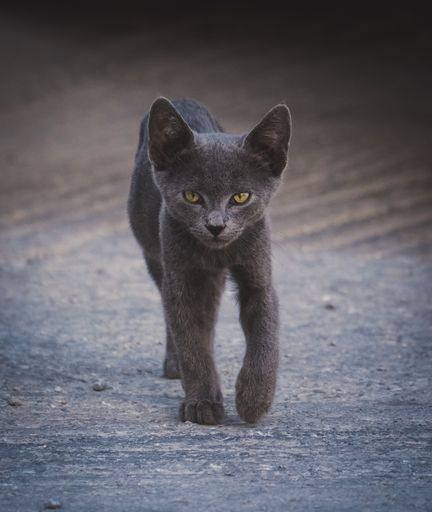 A vertical shot of a black baby cat walking in the street