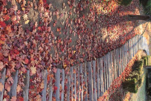 A vertical shot of a wooden road trail surrounded by beautiful red fall leaves