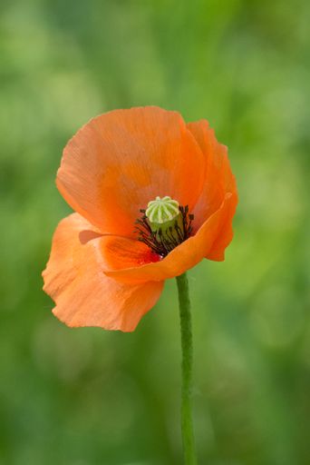 A vertical shot of a wild poppy in a field under the sunlight with a blurry background