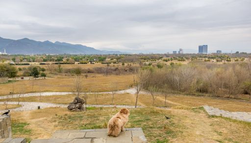 A view of landscape with a dog sitting and looking away, cityscape with mountains, Pakistan