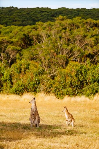 A vertical shot of kangaroos in a forest covered in greenery under the sunlight