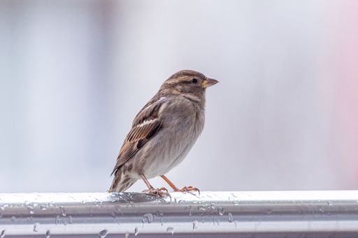 A sparrow perched on a wet metal railing against a soft blurred background, showcasing its detailed feathers