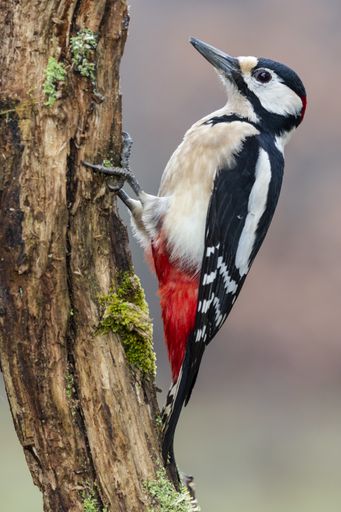 A vertical closeup shot of a spotted woodpecker on a tree trunk with a blurry background