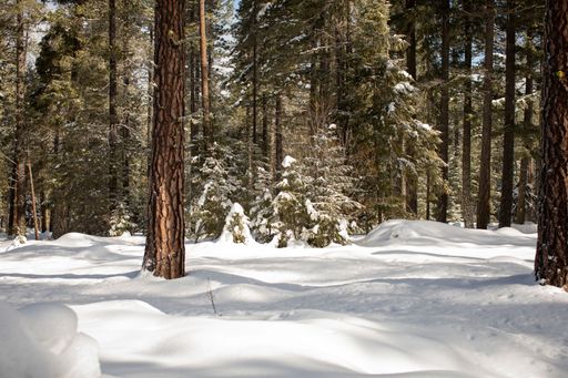 A serene winter forest landscape with snow-covered trees and a tranquil atmosphere