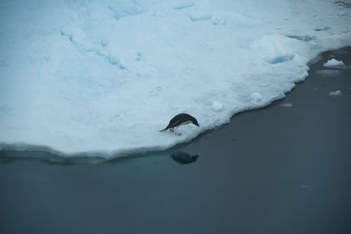An aerial shot of an adorable penguin standing on the ice and looking on the frozen reflective lake