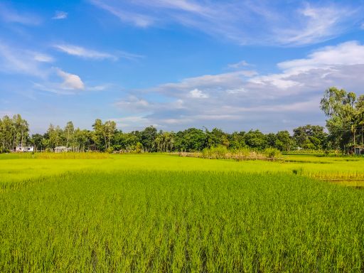 A field under the sky