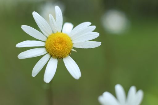 A close-up of a daisy flower with dewdrops on petals against a blurred green background.