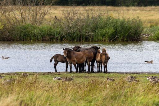 The beautiful wild horses resting by a lake in the Rhaden nature reserve in East Hesse