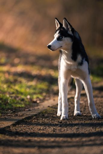 A young Siberian Husky standing on a sunlit path in a park, looking alert with a blurred background