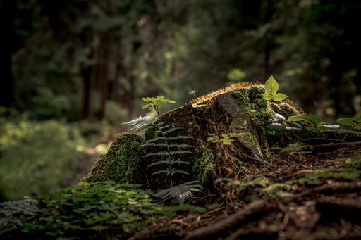 A shallow focus of green fern leaves next to cut base tree in the forest with blurred background