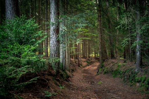 The path surrounded by tall trees and plants in Bavarian Forest