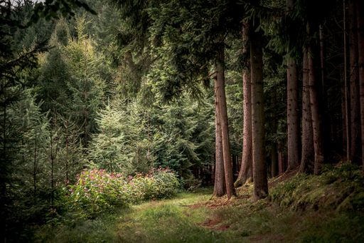 The path surrounded by tall trees and plants in Bavarian Forest
