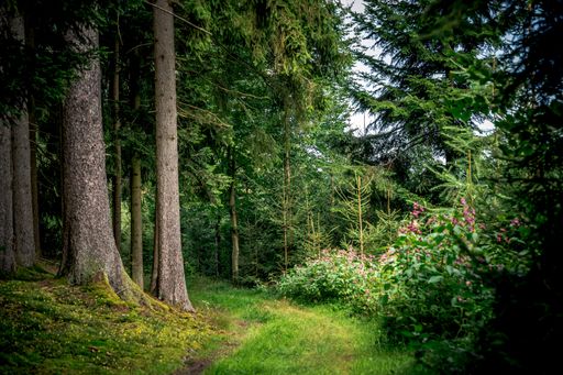 The path surrounded by tall pine trees and plants in Bavarian Forest