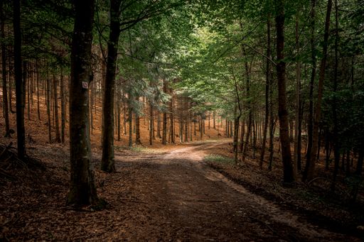 The path surrounded by tall trees and plants in Bavarian Forest