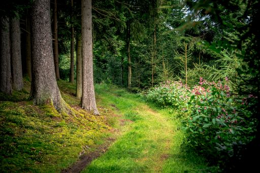 The path surrounded by tall trees and plants in Bavarian Forest