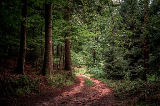 The path surrounded by tall trees and plants in Bavarian Forest