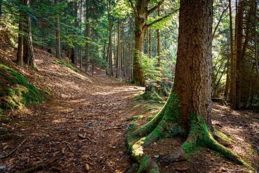 The mossy tree roots in the Bavarian Forest