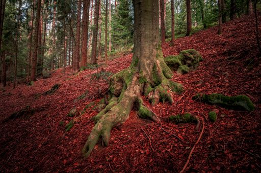 The mossy tree roots in the Bavarian Forest