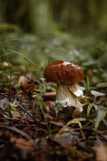 A vertical closeup shot of a slimy brown cap mushroom growing in a forest
