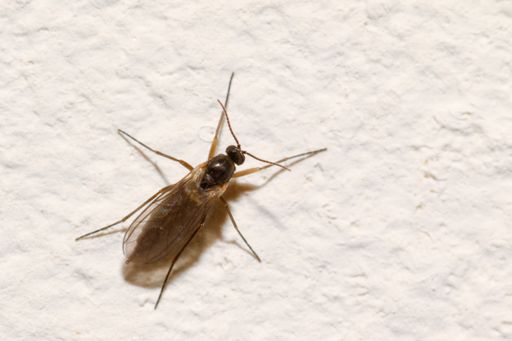 A closeup shot of a midge on a white surface