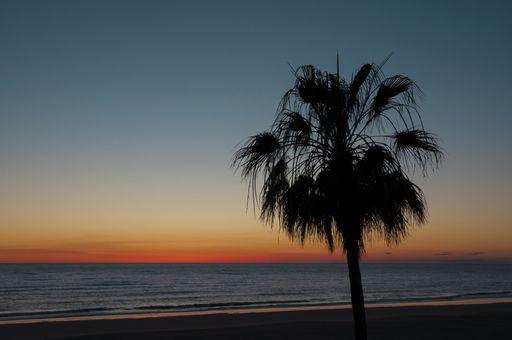 A silhouette of a tree on the beach shore at sunset - great for a background