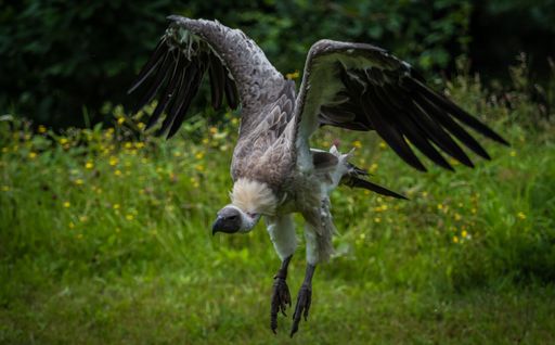 A portrait of a majestic vulture flying in the wild